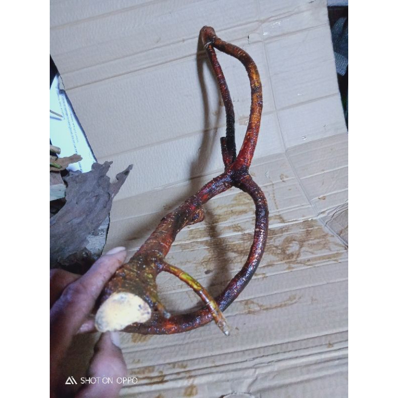 akar mimang asli alami kurung