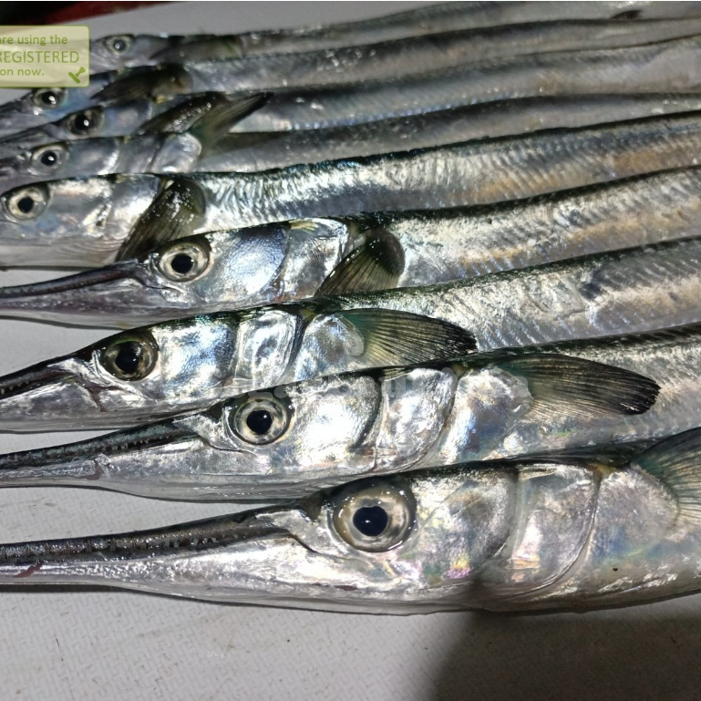 

Ikan Cendro Segar Ikan Laut Basah Segar 1Kg