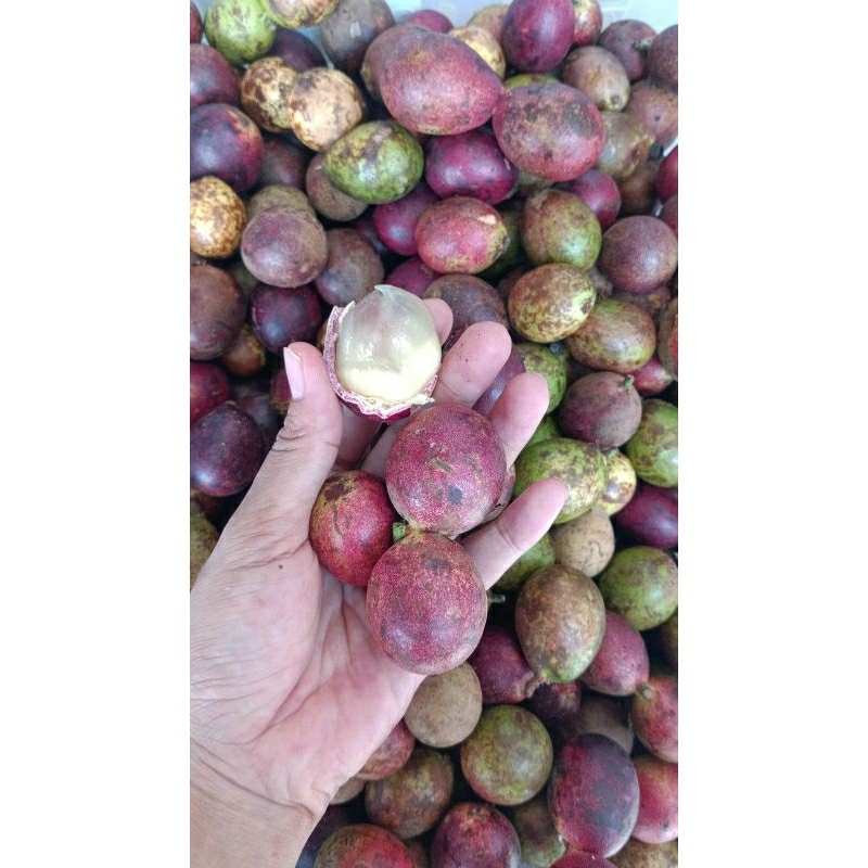 

Matoa gading 1 kg