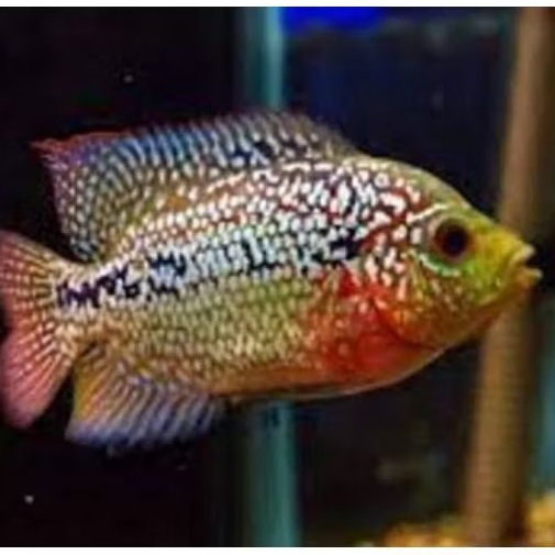 female kamfa ori Thailand size 7-10 cm