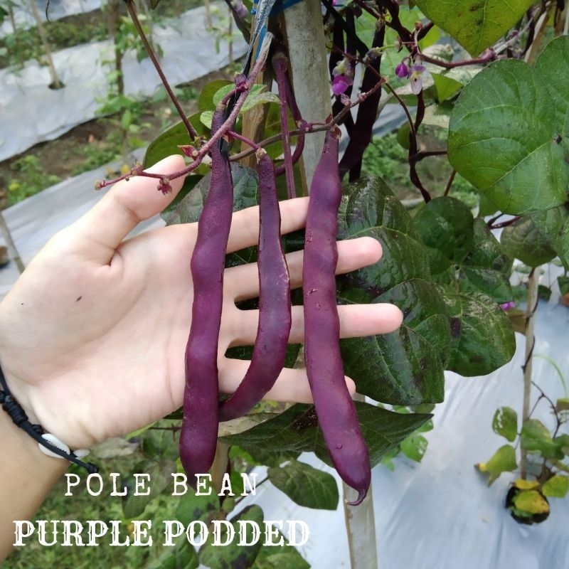 Benih - Purple Podded Pole Bean - Buncis Ungu - Heirloom - 5 Biji