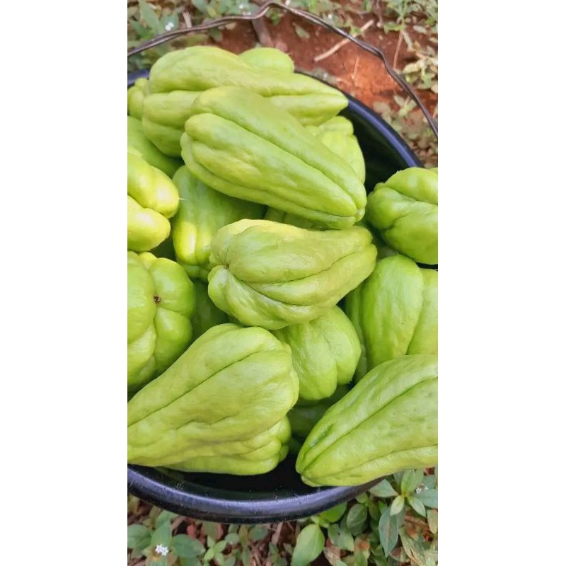 

labu Siam sayur,petik langsung dari pohon isi 5 buah