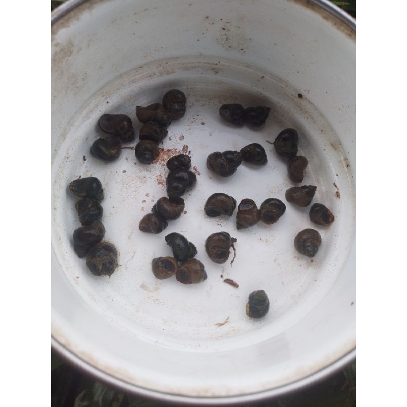 

tutut sawah asli tutut sayur pr 1.kg.