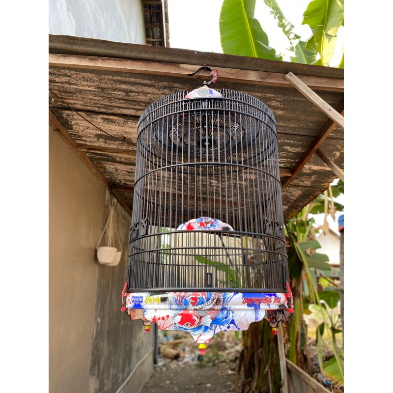 Sangkar murai oriq jaya.