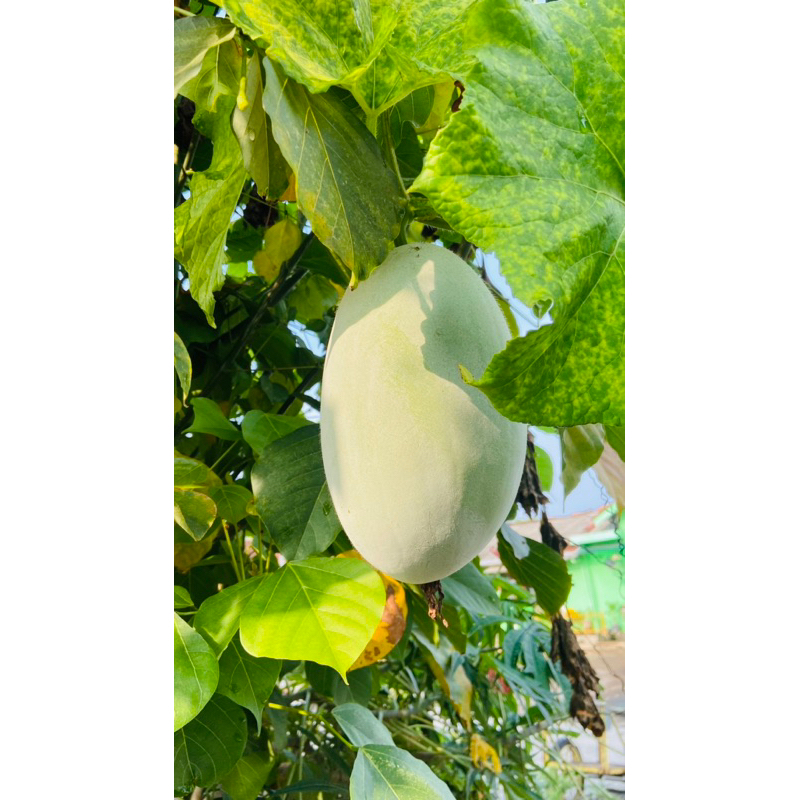 

Buah Bligo / Buah Kundur Segar
