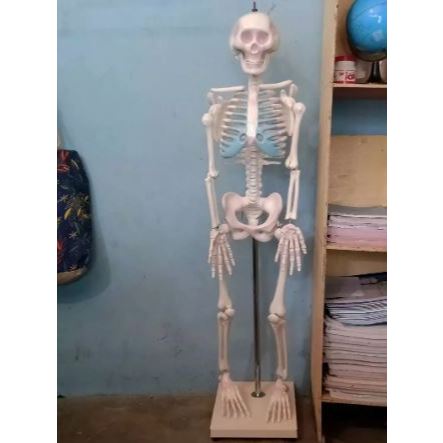 

alat peraga pendidikan torso 100 cm | kerangka manusia alat peraga pendidikan ukuran tinggi 100cm ready