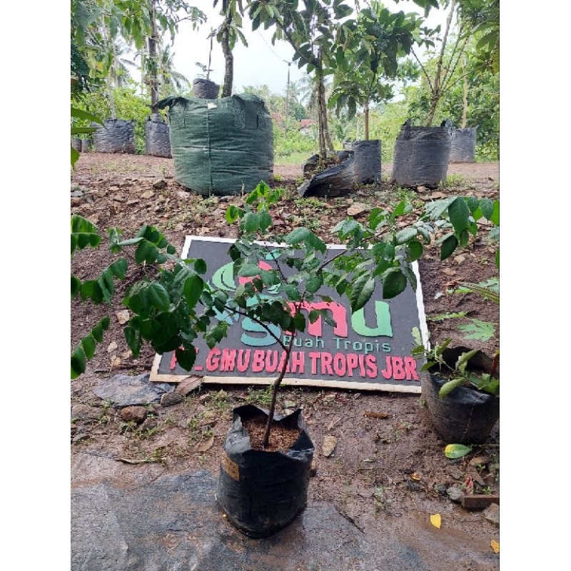 

Belimbing Dewi Ukuran Besar