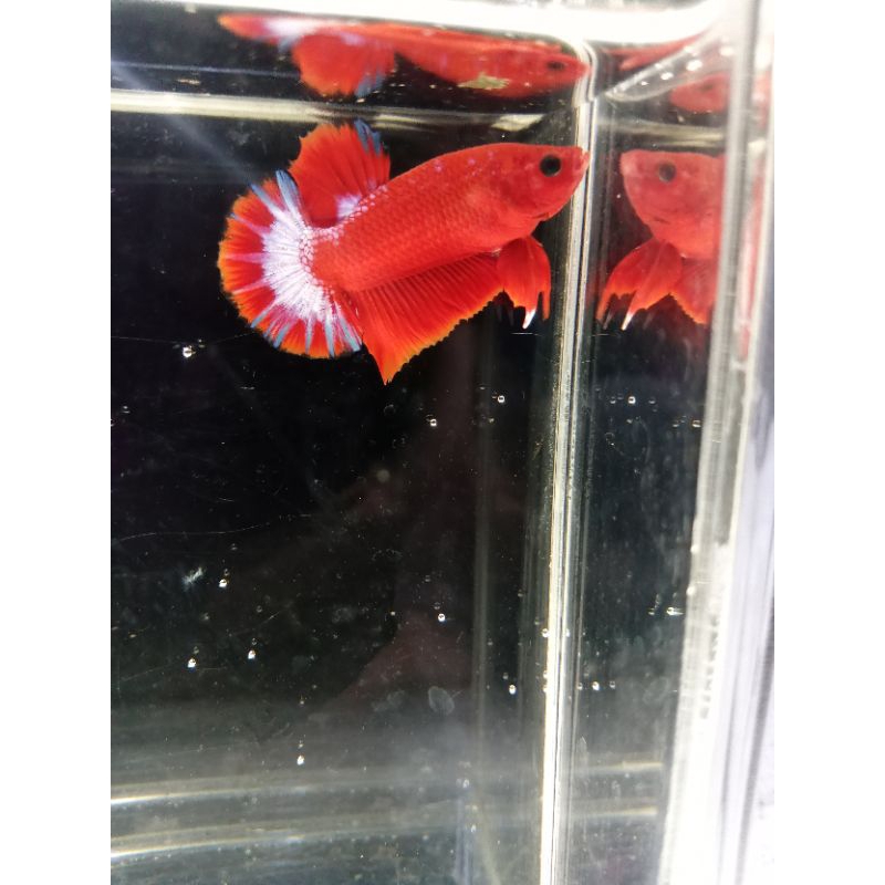 Aksesoris Aquarium, Ikan Cupang Hellboy size M- sampai M