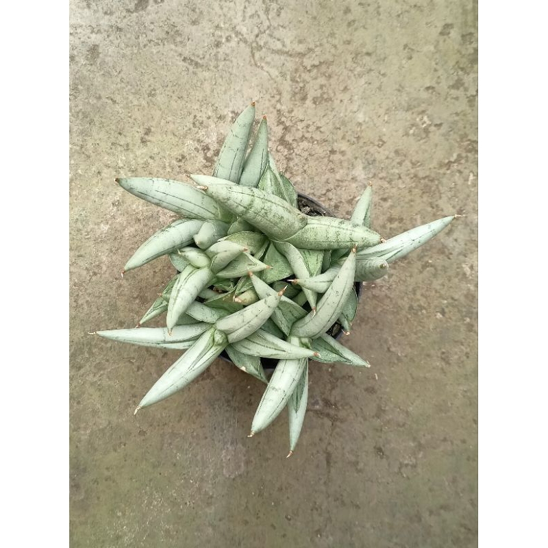 Sansevieria Boncel Platinum Rimbun