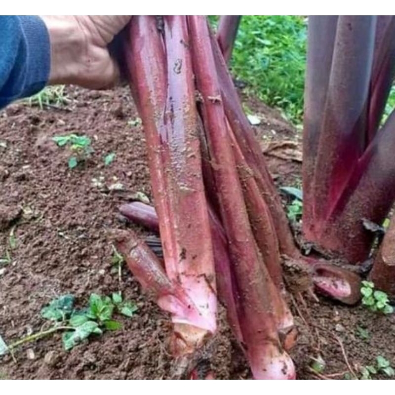 

sayur lompong talas unggu per kilo