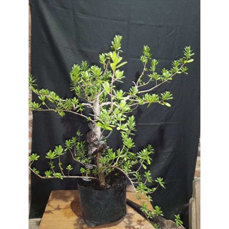 INDUKAN SANTIGI/BAHAN BONSAI SANTIGI/SETIGI