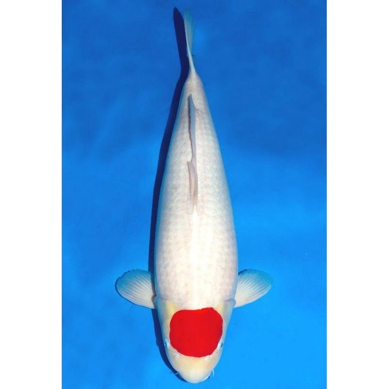 KOI TANCHO SIZE 20-25CM SUPER CANTIK BLITAR