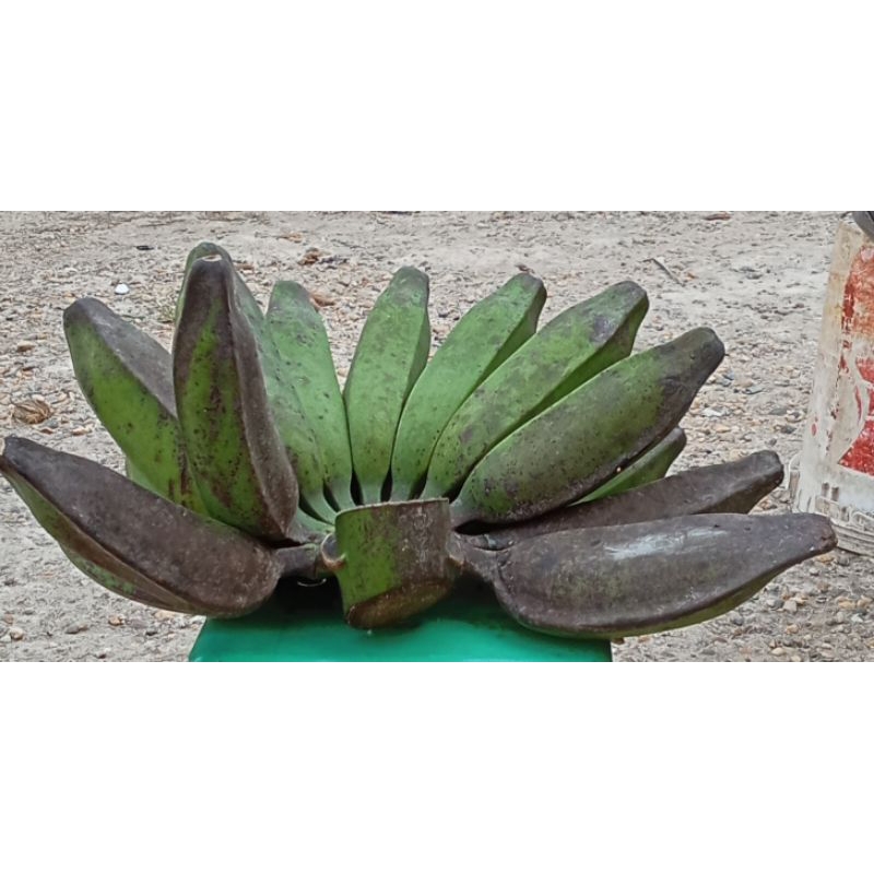 pisang kepok