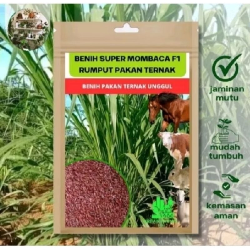 Paket Benih Super Mombasa F1 1000 Biji Dan Indigofera Super Termurah Bibit Rumput Pakan Ternak Hidup