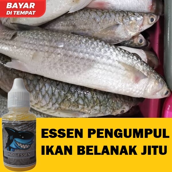 ESSEN PENGUMPUL IKAN BELANAK PALING JITU