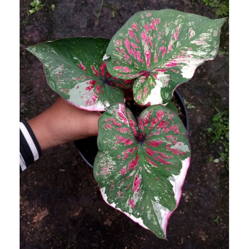 Umbi Caladium