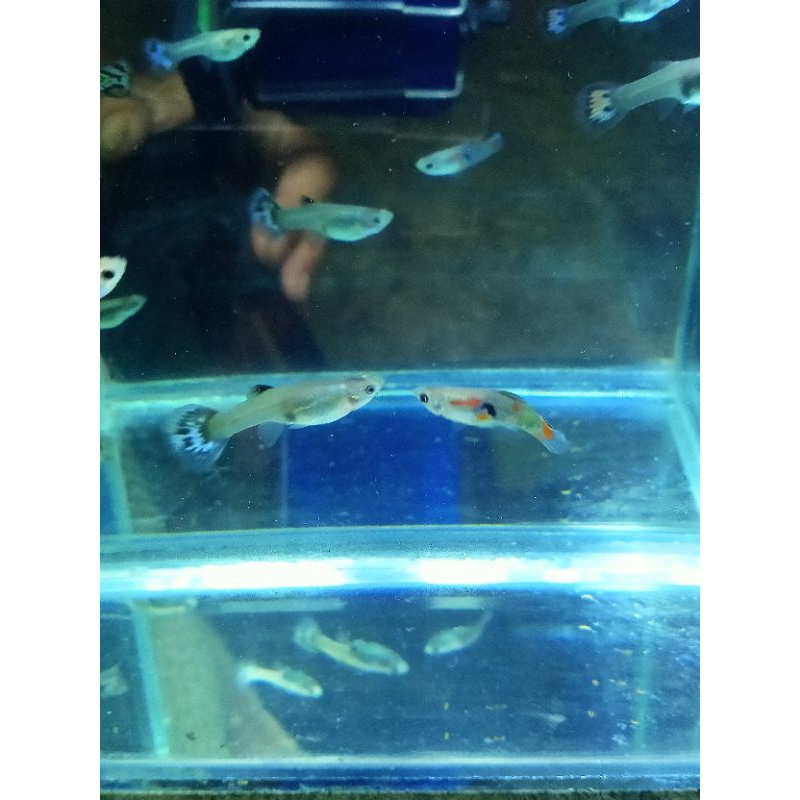 PAKET  GUPPY 5 ekor..random jantan dan betina