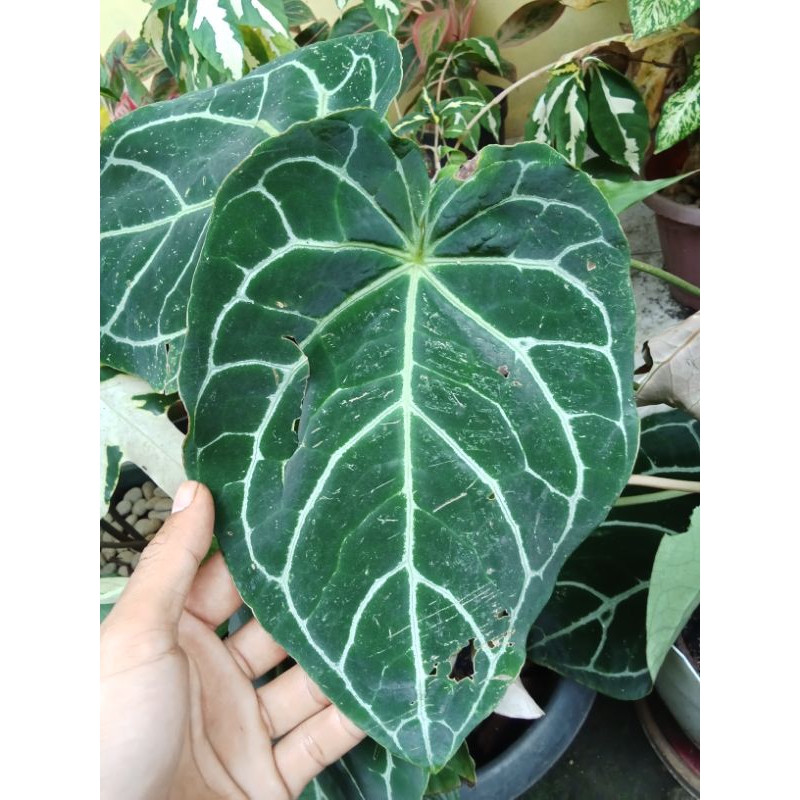 Tanaman Hias kuping gajah balon bonggol y kak