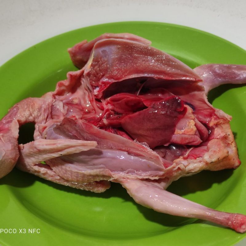 

Karkas Burung Dara Fresh