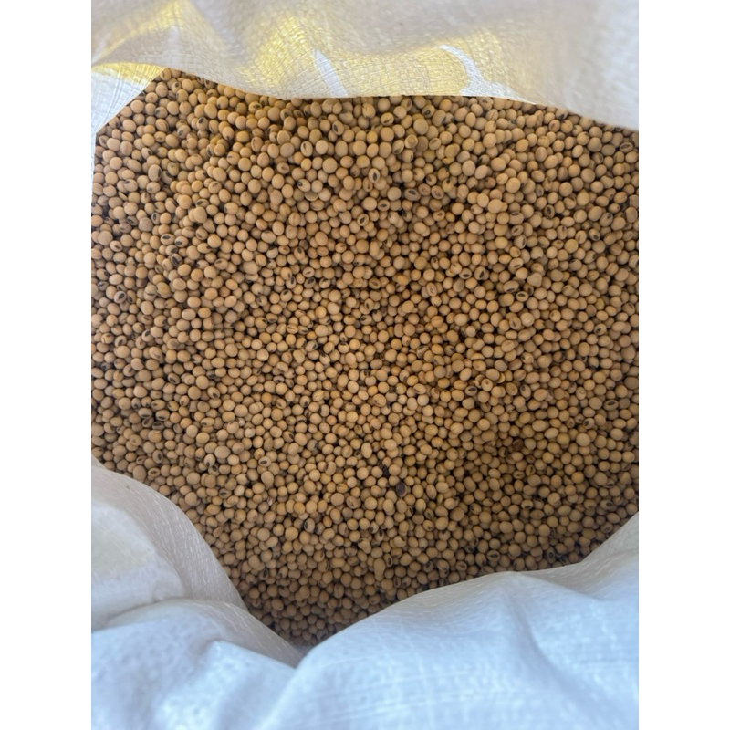 

Kacang Kedelai Kijang 1 KG