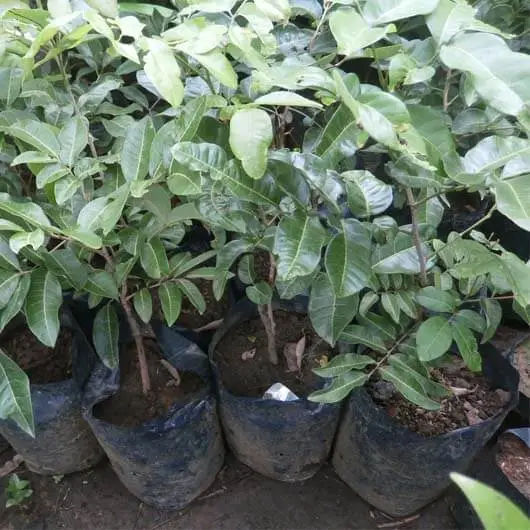 Bibit Kelengkeng Matalada Buah Besar Biji Kecil