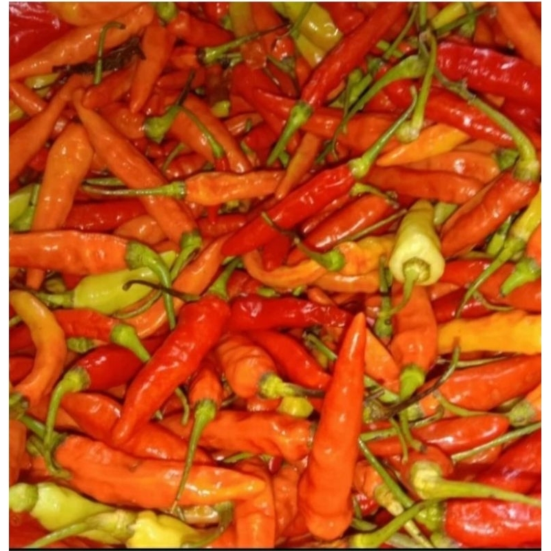 

Cengek/rawit merah