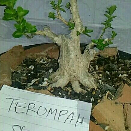 BONSAI SANCANG perokar prospek