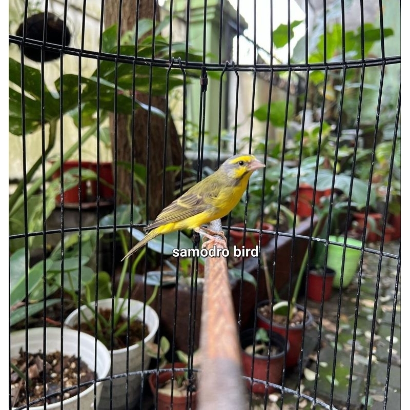burung mozambik bahan jamin jantan