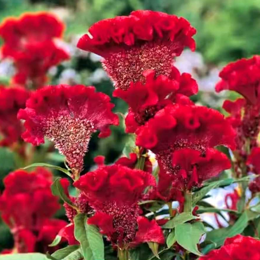 TANAMAN BUNGA JENGGER AYAM TANAMAN BUNGA JENGGER AYAM, TANAMAN HIAS HIDUP ASLI