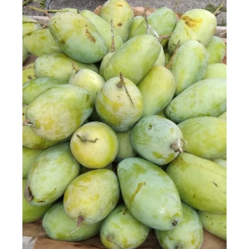 

Mangga Budi Raja Garing Manis 1kg Dua Biji Mangga Pilihan