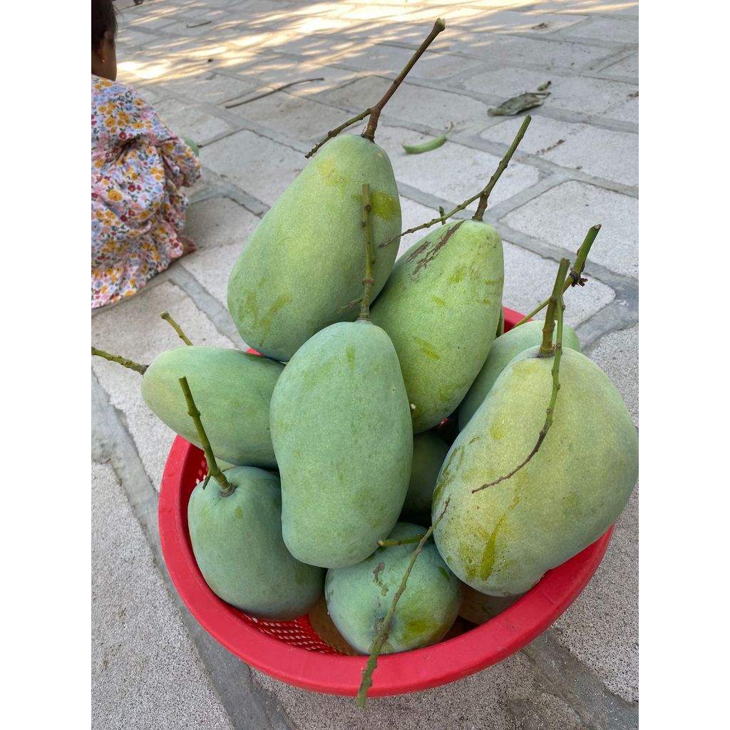 

Mangga Gajah Ukuran jumbo