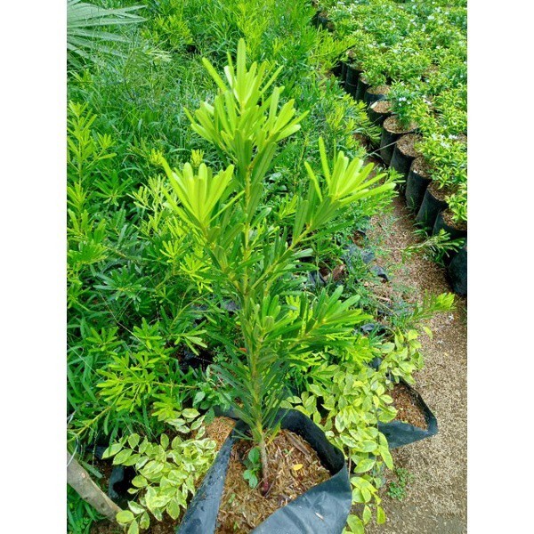 Promo tanaman lohansung cincuan | bahan bonsai lohansung taiwan | tanaman bonsai lohansung cincuan t