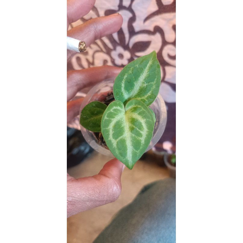 anthurium silver blush x dorayaki silver