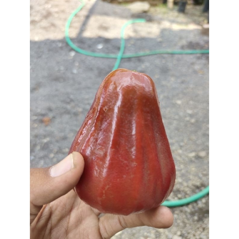 fresh cangkok jambu air DALHARI.// bibit jambu air//tanaman jambu air//cangkok jambu air