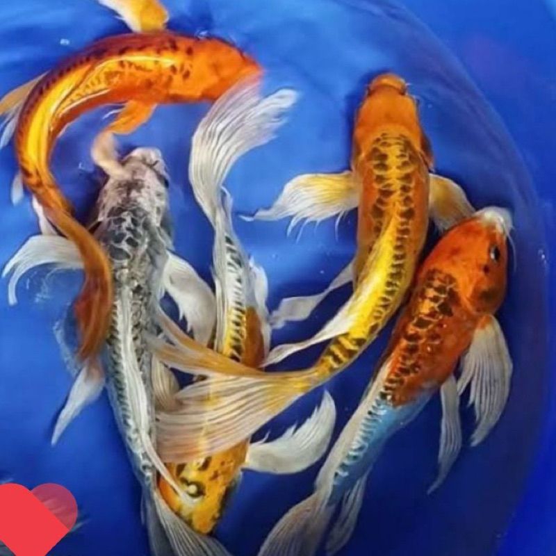 

KOI SLAYER KUMPAY BERKUALITAS WARNA RANDOM UKURAN 15-20CM