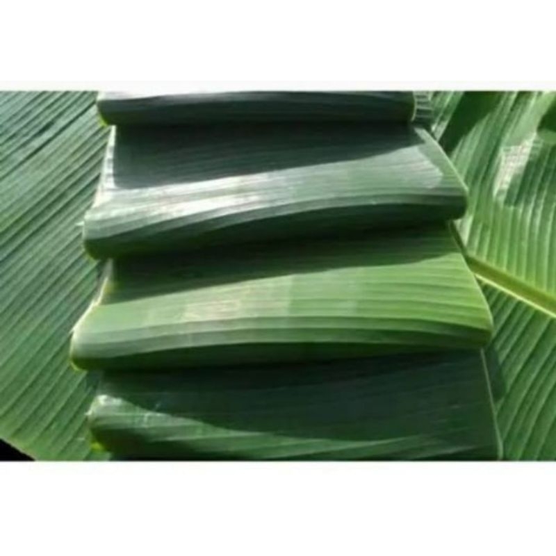 

DAUN PISANG FRESH SEGER