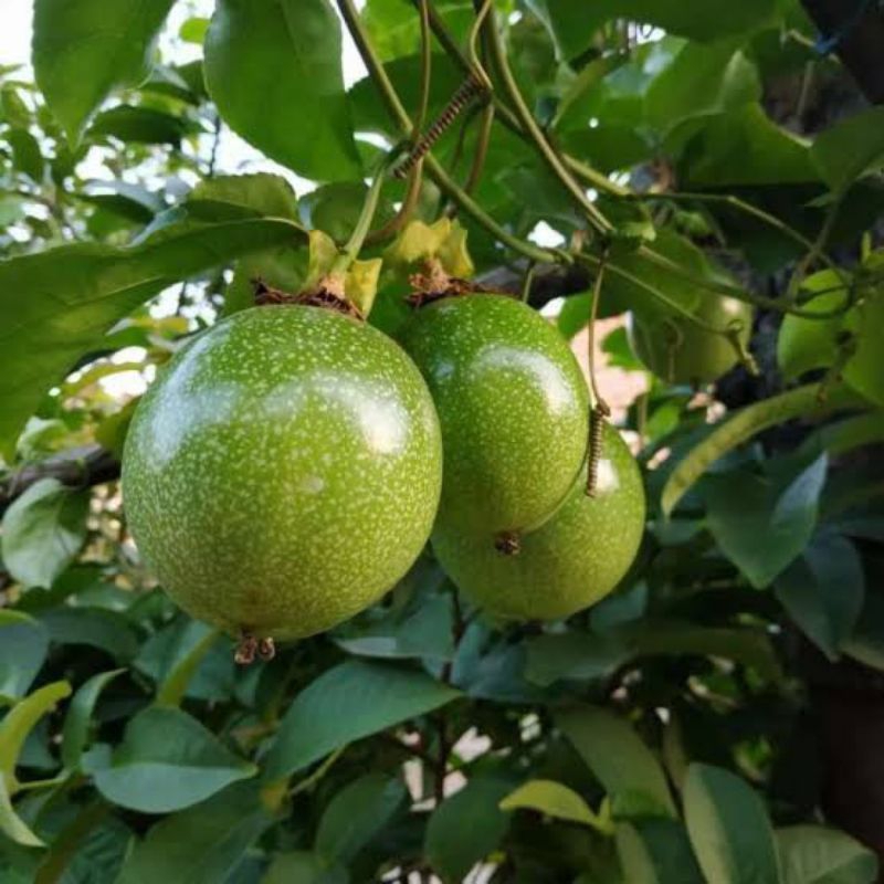 

Buah Markisa Muda Segar 1Kg