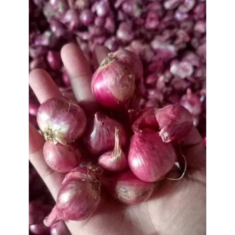 

BAWANG MERAH KEMASAN 1KG LOKAL UKURAN BESAR