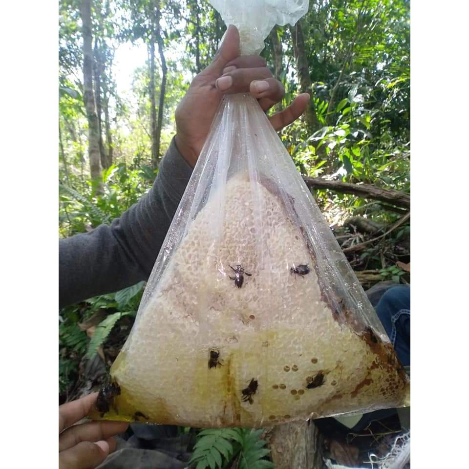 

Madu Sarang Asli Madu Lebah Hutan Ciamis dan Priangan Timur Langsung dari Petani