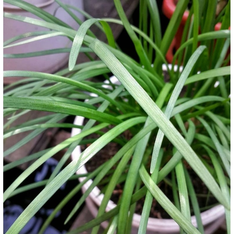 Bibit Kucai Hidup Benih Kucai Segar Siap Tanam