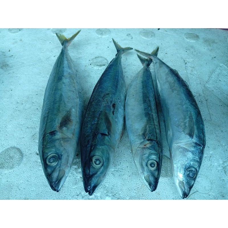 

Ikan layang 1kg