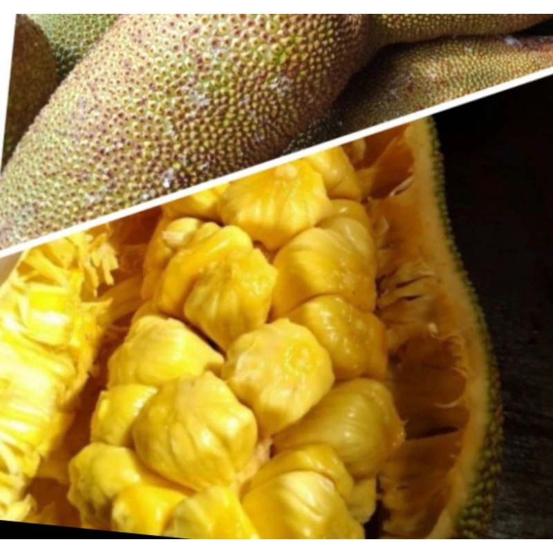 buah nangka campedak 1 buah