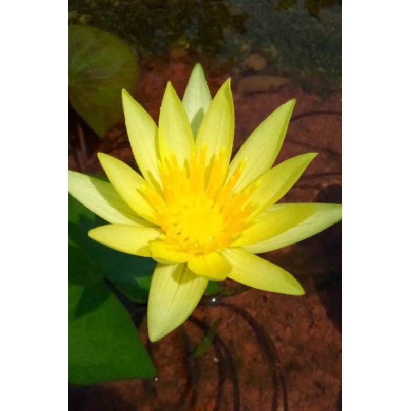 bunga teratai kuning