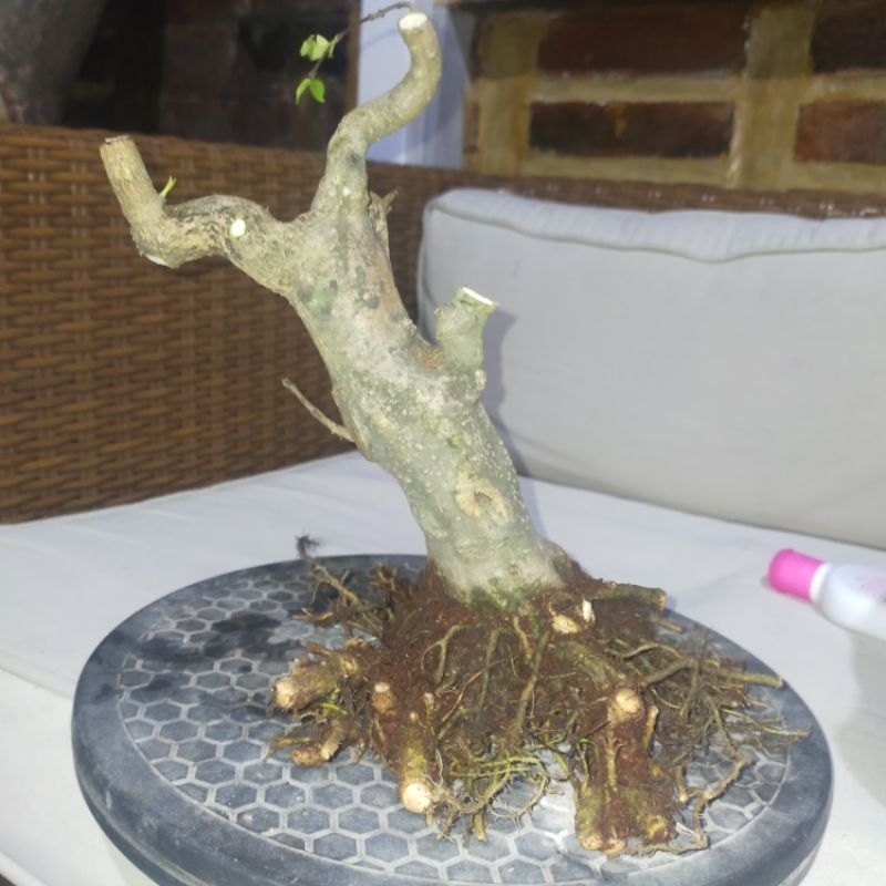 bahan bonsai anput