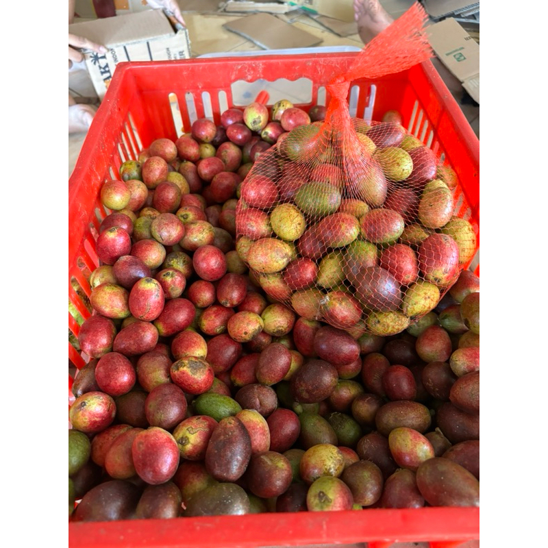 

Buah matoa merah fresh 3 rasa