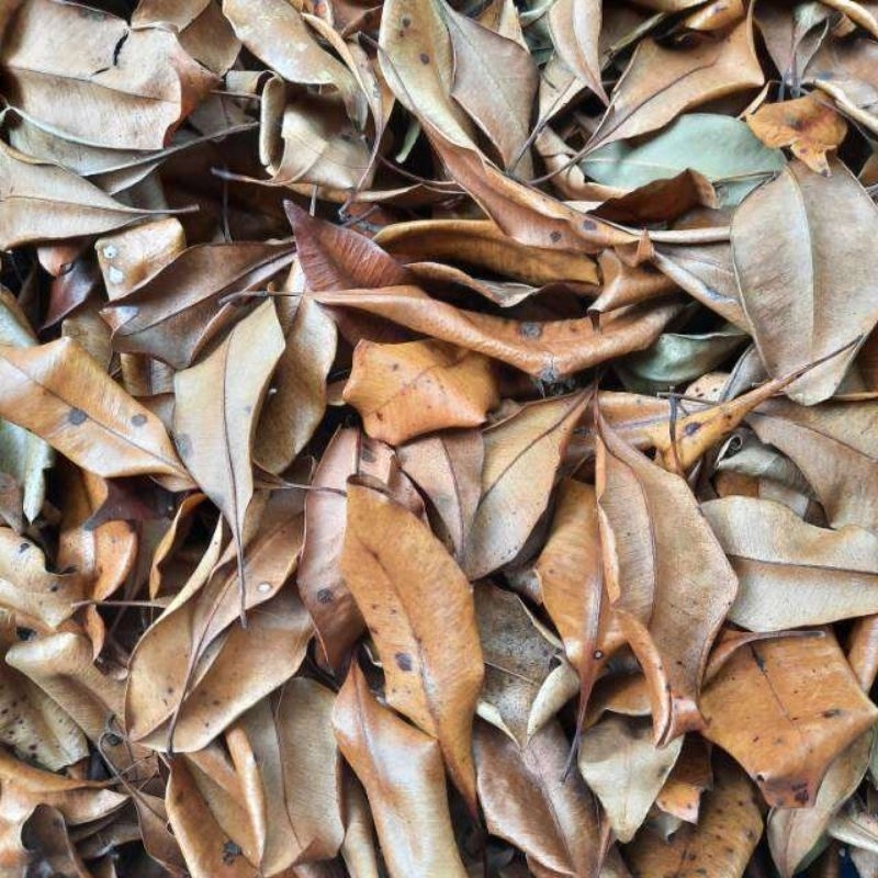 

Daun cengkeh kering super pilihan premium