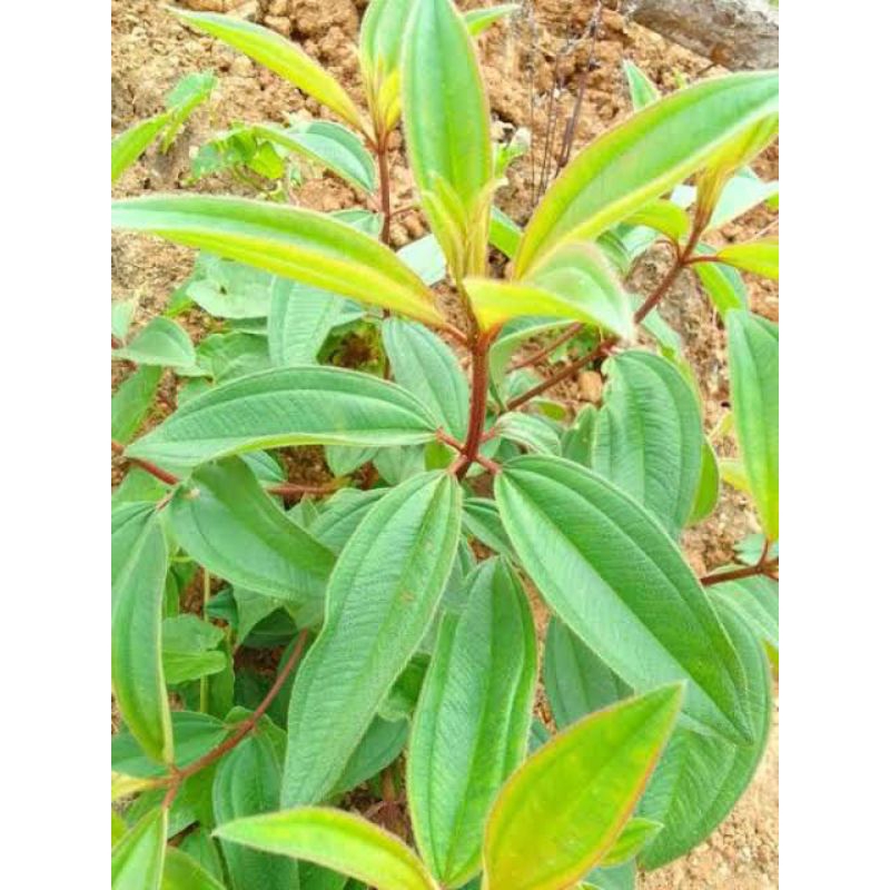 

Promo Daun Senggani Senduduk Harendong 100Lembar