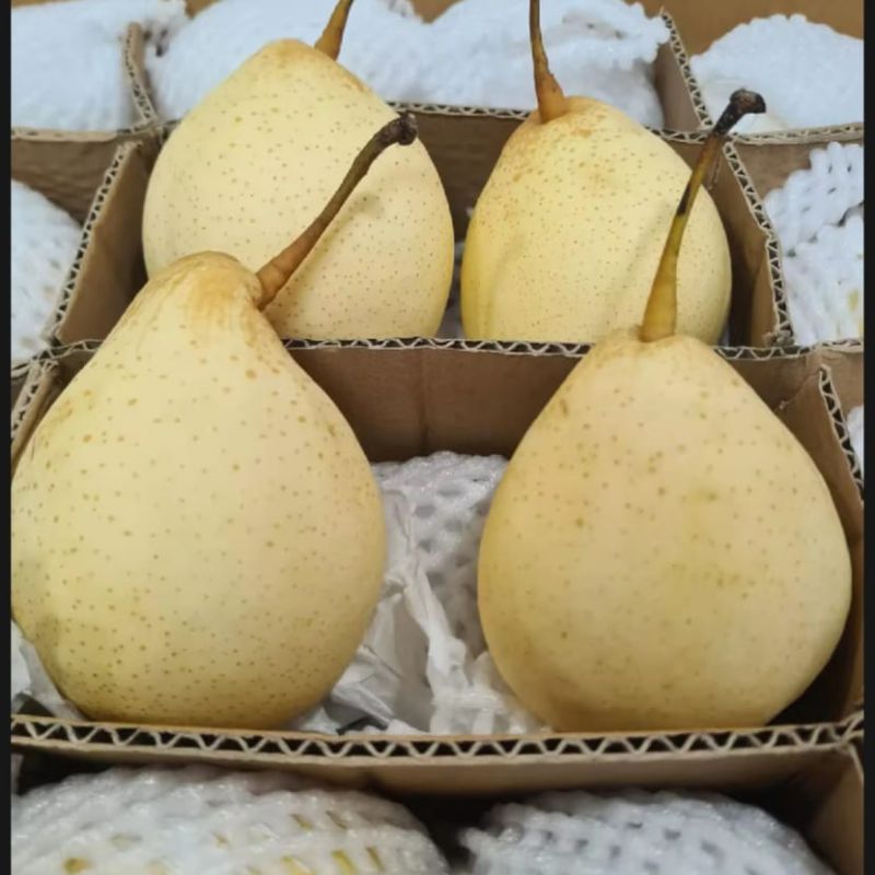 

Buah Pear Yalie 1 kg