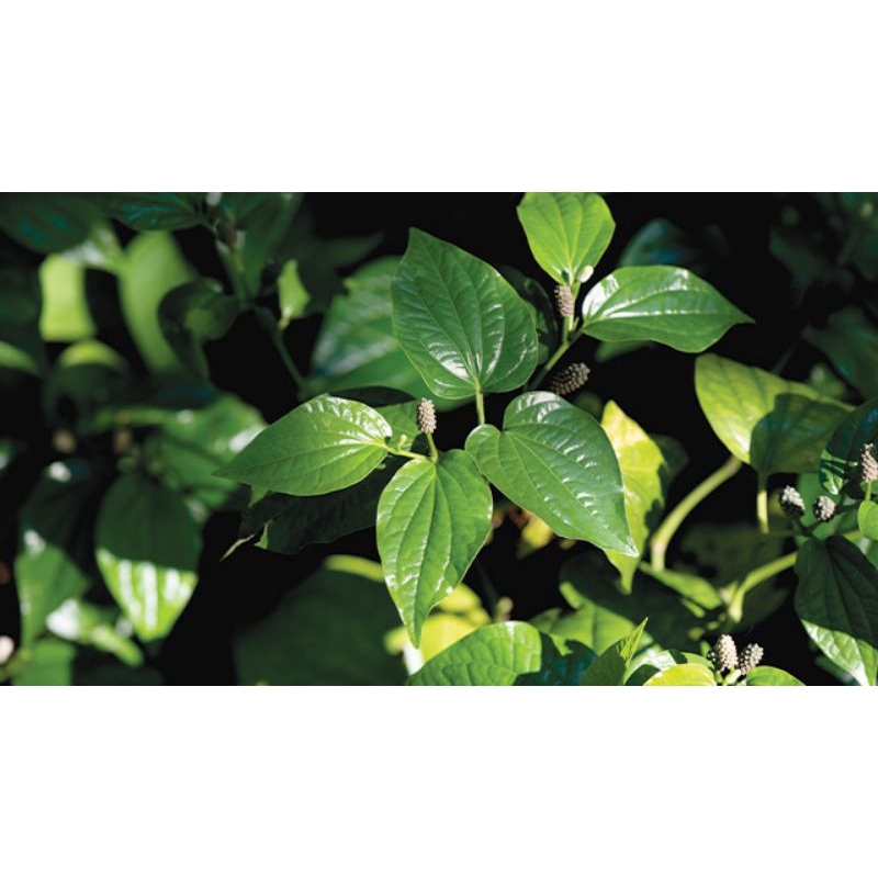 

tanaman herbal alami daun karuk / cabean cabe Jawa 100g