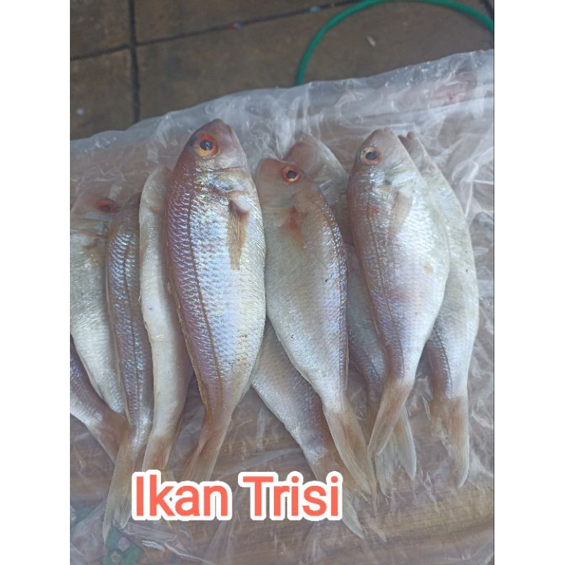 

Ikan Trisi